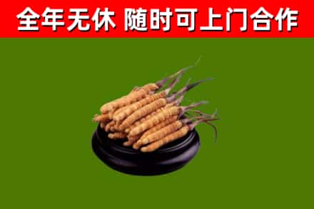 陵川县回收散虫草